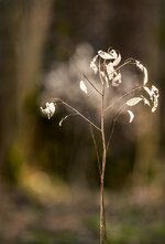 comp_1DS_0343 Kopie.jpg