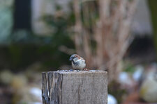 DSC_4668DSLR.jpg