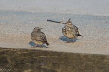 comp_DSC_2036.jpg