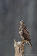 5D3_6808-1.jpg