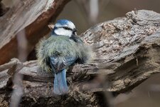 IMG_4389-convs.jpg