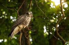 Bussard_072015.jpg