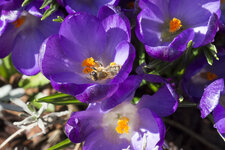 DSLR_P3130026.JPG