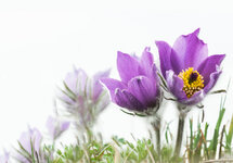 16-03-23-13102-kuechenschellen.jpg