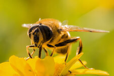 Schwebefliege--20150822-3953.jpg