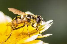 Schwebefliege--20150822-3919.jpg