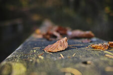 DP2M1299-DSLR-Forum.jpg