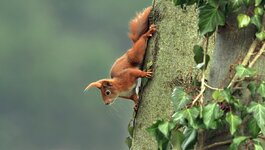 P3219782+Eichhörnchen C_TD_Cr_.jpg