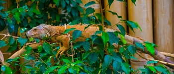 comp_Tierpark  03.04.2016-0949.jpg