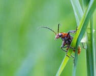 Weichkäfer-ROLE6203.jpg