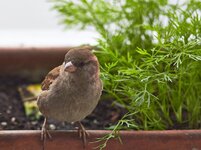 MIMG_0536s.jpg MIMG_0536s.jpg