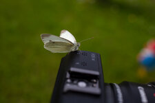 I_Y9BY^_40-40@40_1^1000_5.6_I200_OS_AV_CS_AFPExp_31C_5DIII_EF40mm f2.8 STM-2.jpg