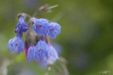 IMG_8662_LR3.jpg