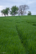 IMG_8842_LR3.jpg