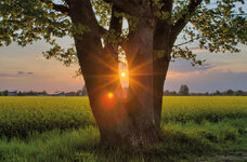 Sonnenuntergang_baum.jpg