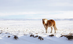 Island Pferd.jpg
