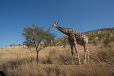 20150516_130207_south_africa-2.jpg