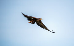 IMG_1278-2.jpg