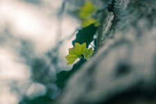 comp_IMG_6298.jpg