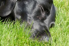 hund.jpg
