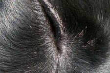 hund_ausschnitt.jpg