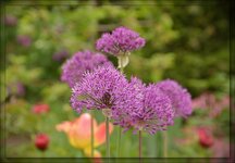 DSC_0353a.jpg