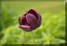 Tulpe 10.jpg