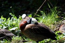 comp_IMG_4525.jpg