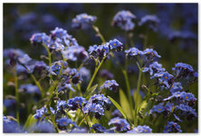 Blüten92_2016.jpg