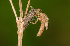 D8A_3049-1.JPG