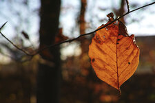 DP2M1272-Herbstblatt-II-f4.jpg