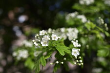 _DSC9276.JPG