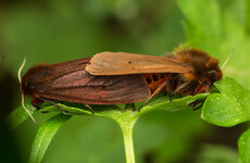 Zimtbär (Phragmatobia fuliginosa)_Q22A7759.jpg