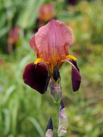 P6016032_crop_c10_1024_s25_65std.jpg