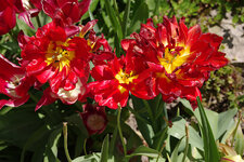 Tulpen 49.jpg