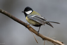 DSC_0440-1.jpg