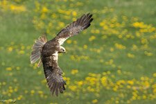 comp_DSC_31281.jpg