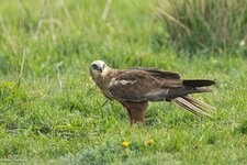 comp_DSC_29251.jpg