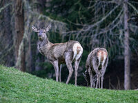 HIRSCHE 2.jpg HIRSCHE 2.jpg