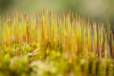 Polytrichum_0443_1000_sRGB.jpg