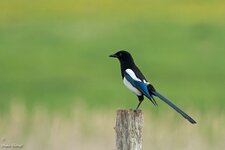 comp_DSC_29461.jpg