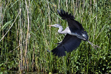 1 1 aa  Reiher im Flug 2 .jpg