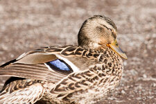 IMG_3313crop.jpg