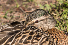 IMG_3307crop.jpg