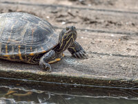 Schildkroete-3.jpg