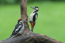 comp_DSC_6226_02.jpg