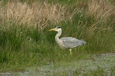 comp_DSC_41531.jpg