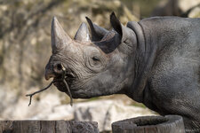 160326_Zoo_Krefeld-37.jpg
