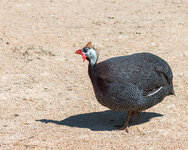 IMG_1599.jpg IMG_1599.jpg