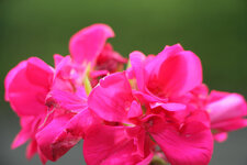 IMG_4173.jpg